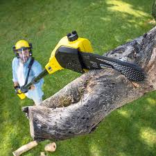 Best Lawn Disease Treatment  in Carthage, TX