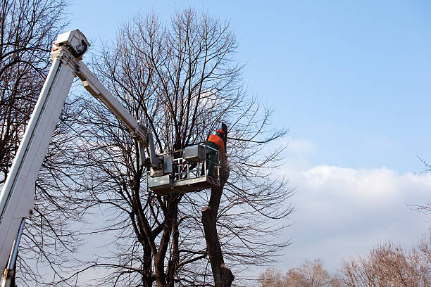 Best Hedge Trimming  in Carthage, TX