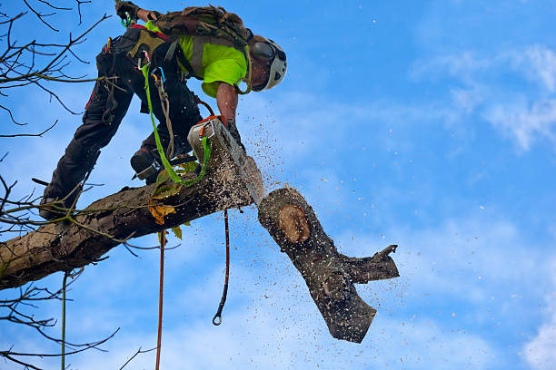 How Our Tree Care Process Works  in  Carthage, TX